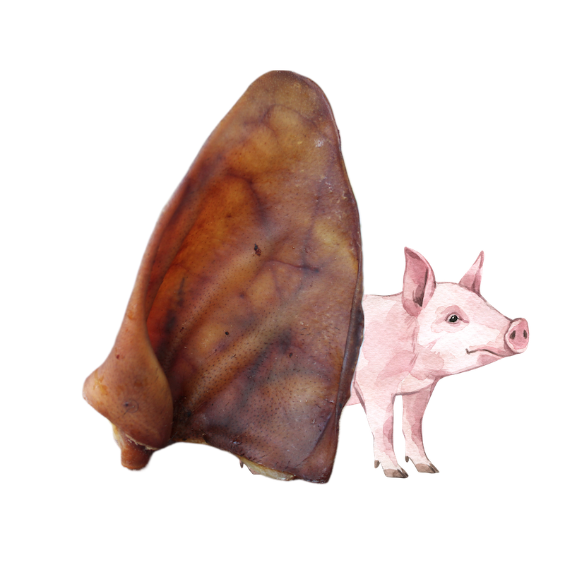 Mastication naturelle pour chien oreille de cochon