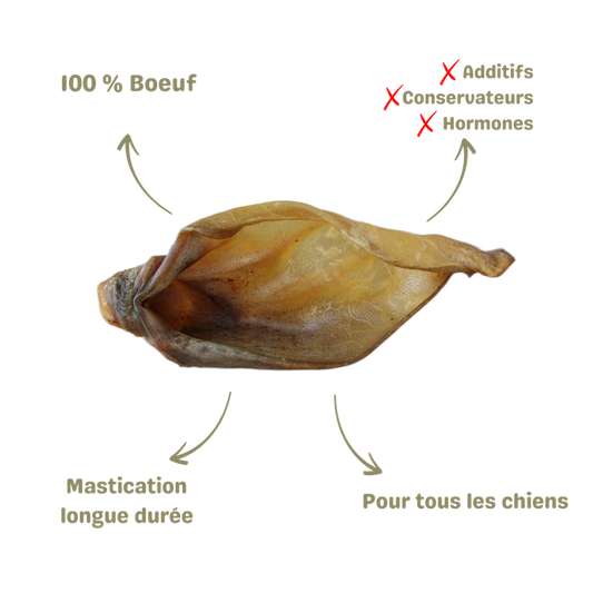Mastication naturelle pour chien oreille de boeuf description