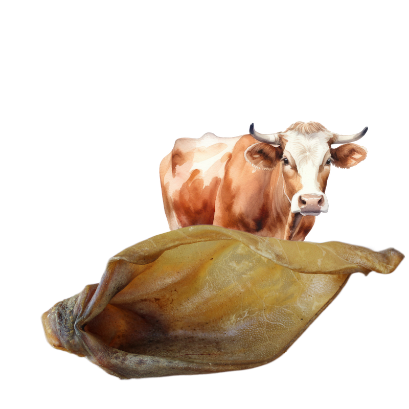 Mastication naturelle pour chien oreille de boeuf